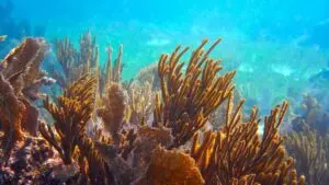 Retire-in-Mexico-great-mayan-reef-o