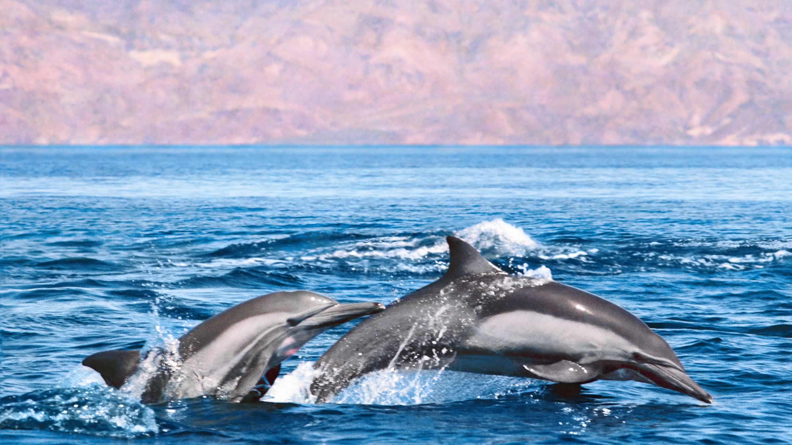 Retire-in-Mexico-two-dolphins-sea-of-cortes-o