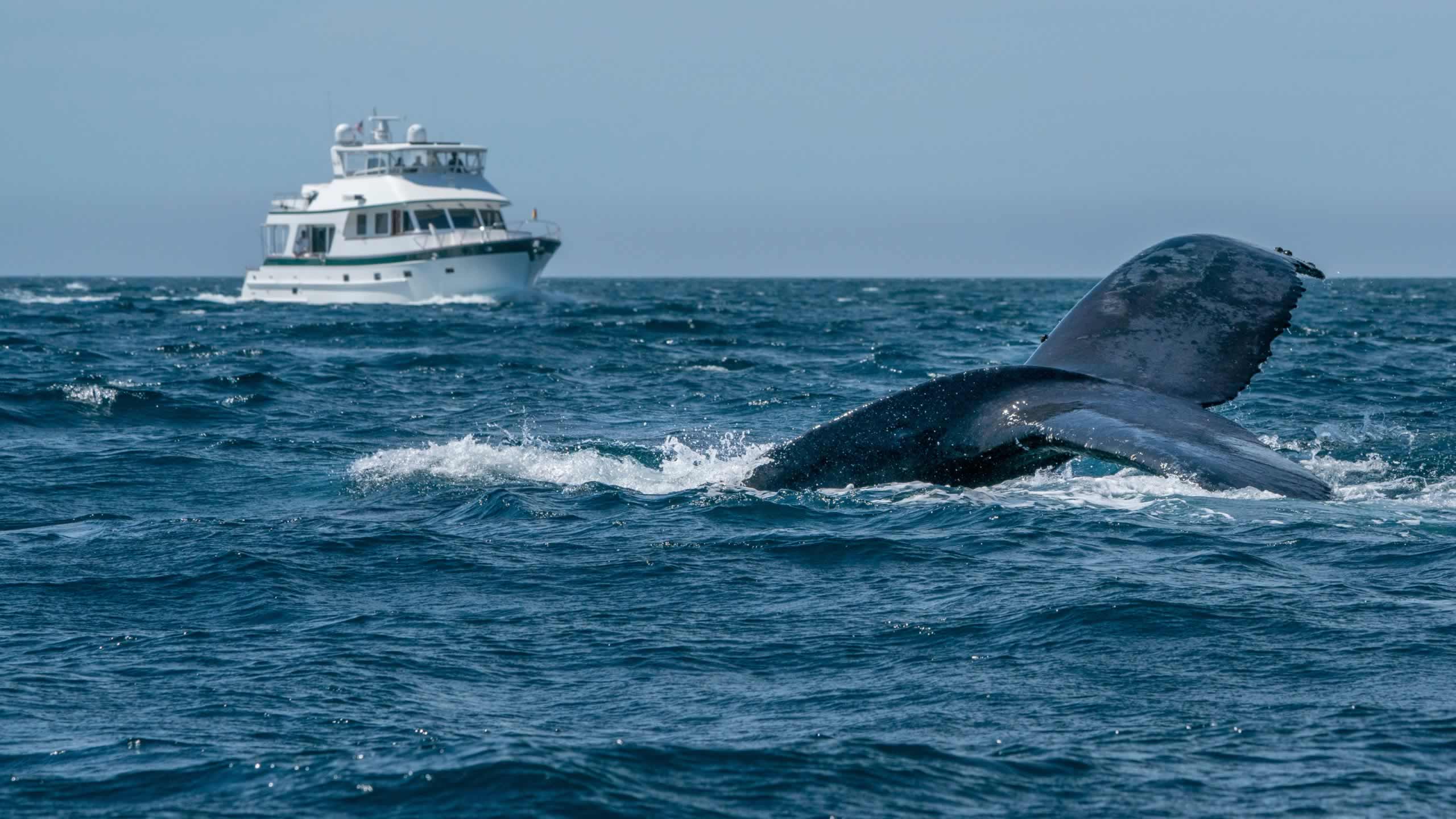 Retire-in-Mexico-whale-watching-cabo-san-lucas-o