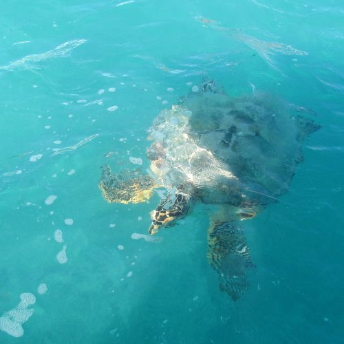 Homes-in-Mexico-Tulum-Sian-Kaan-sea-turtle-o