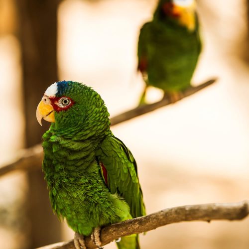 Homes-in-Mexico-loro-yucateco-Tulum-jungle-animal-o