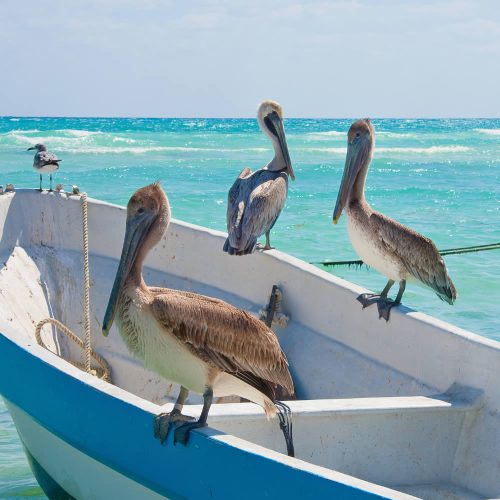 Homes-in-Mexico-playa-del-carmen-pelicans-o