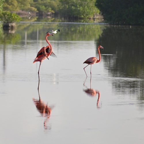 merida-flamencos-1000x1000-1-o