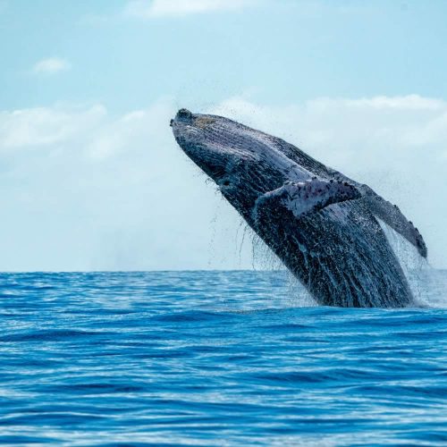 puerto-vallarta-whale-watching-o